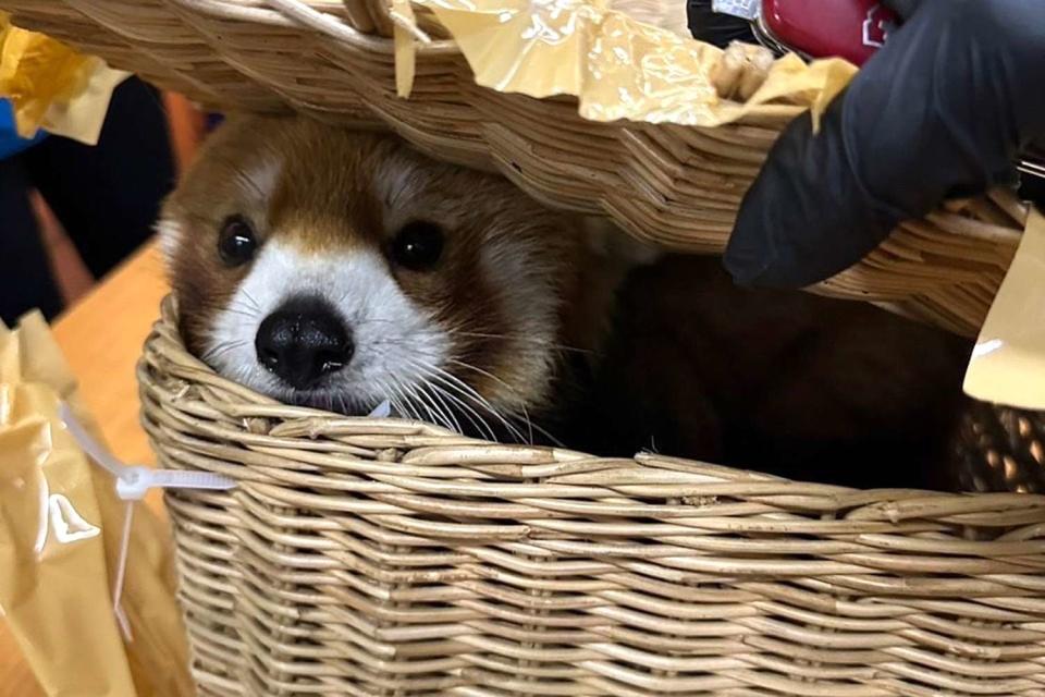 <p>Thailand Customs Deptartment/Facebook</p> A red panda found in checked luggage at the Suvarnabhumi Airport in Thailand