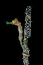 <p>A common seahorse juvenile from the waters around Anilao, Philippines. (Photo: Cai Songda/Caters News) </p>