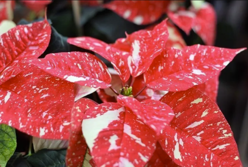 Variegated poinsettias contain foliage with a speckled appearance.