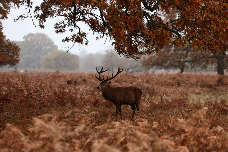 A deer.