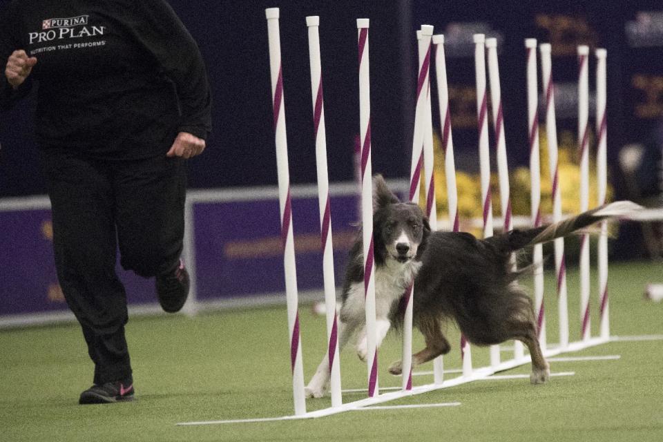 Dewley, a boarder collie, competes in the Masters Agility Championship companion event to the Westminster Kennel Club Dog Show, Saturday, Feb. 11, 2017, in New York. (AP Photo/Mary Altaffer)