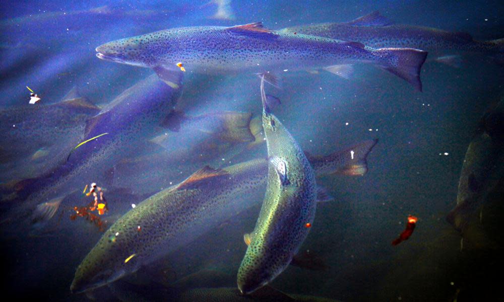 Tasmanian salmon swimming in a pond during a daily inspection of the nets at a farm owned by Huon Aquaculture Group