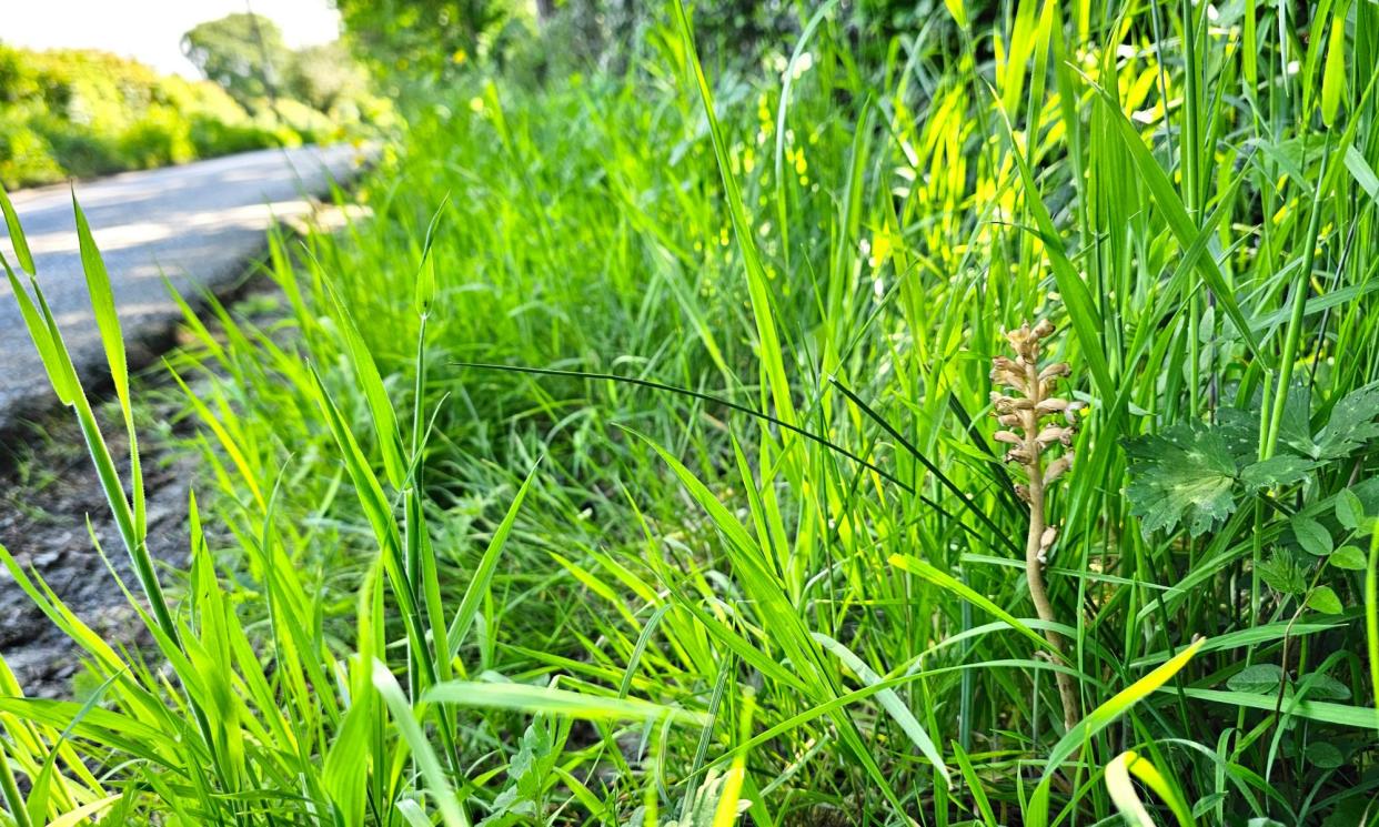 <span>A bird’s nest orchid <em>(Neottia nidus-avis</em>) by the roadside.</span><span>Photograph: Susie White</span>