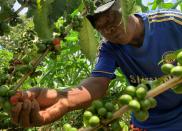 Randriamampionina, farmer and coffee grower picks coffee berries during his harvest in Amparaky village in Ampefy town of Itasy region