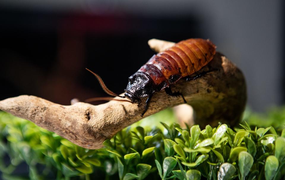 A Madagascar hissing cockroach crawled on a stick at Idlewild Butterfly Farm in Louisville's Shelby Park neighborhood. Idlewild is a USDA-inspected and certified Insectarium that can house and display exotic insect species from around the world. July 21, 2023