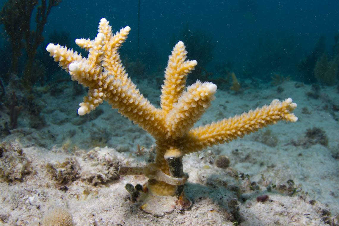 A staghorn coral planted by a citizen scientist onto a reef off the coast of Miami as part of the University of Miami’s Rescue a Reef project.