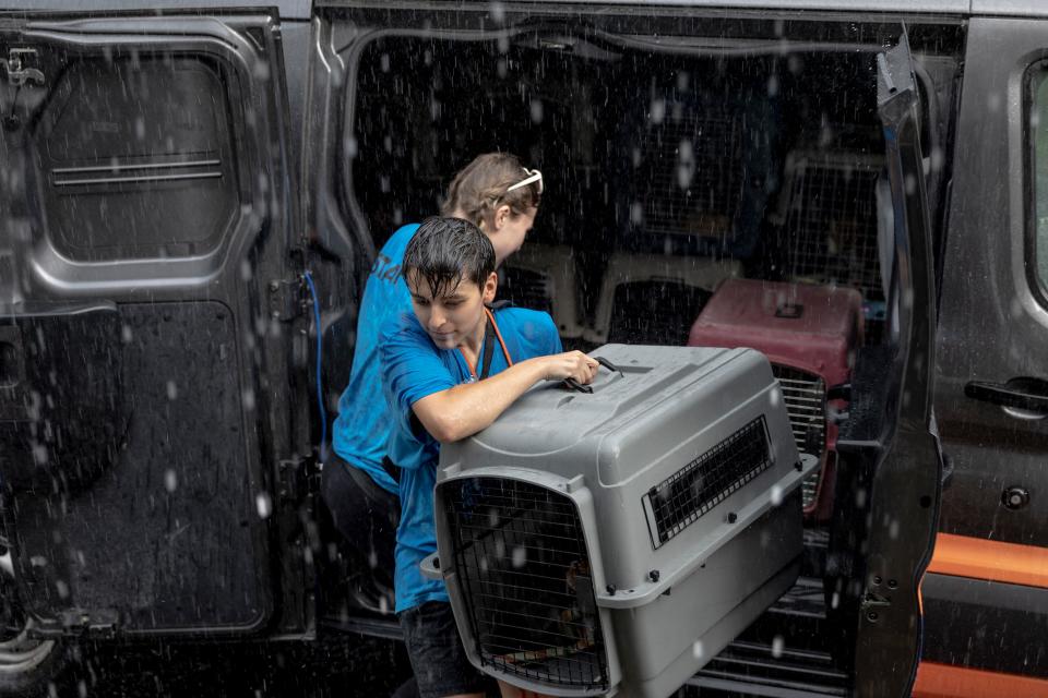 Staff members with Homeward Trails Animal Rescue remove beagles from a car, during a rainstorm, after returning from a visit to the Paw Prints Animal Hospital in Maryland for veterinary appointments on Aug. 8, 2022, in Fairfax, Virginia. 