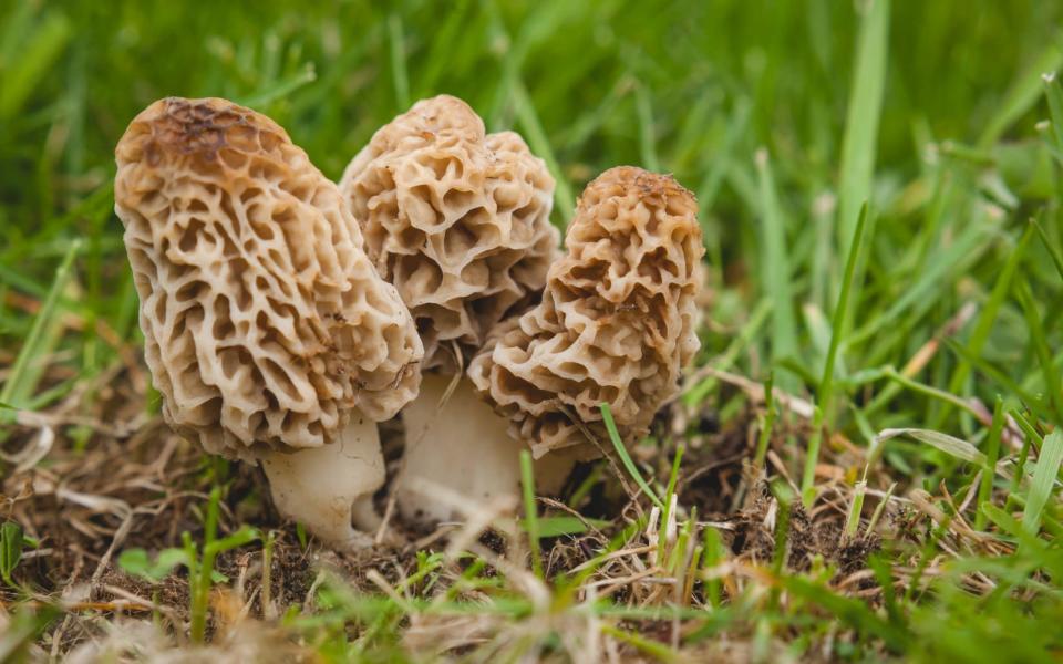 María Jesús Fernández Calvo, 46, ordered a dish containing Morel mushrooms at Riff restaurant - Moment RF