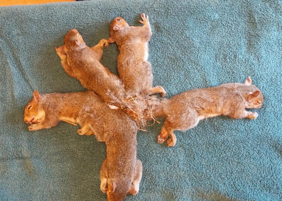 Einer für alle – alle für einen: Was süß aussieht, wurde für die fünf Eichhörnchen zu einem Überlebenskampf (Bild: Facebook/Wildlife Rehabilitation Center at Wisconsin Humane Society)
