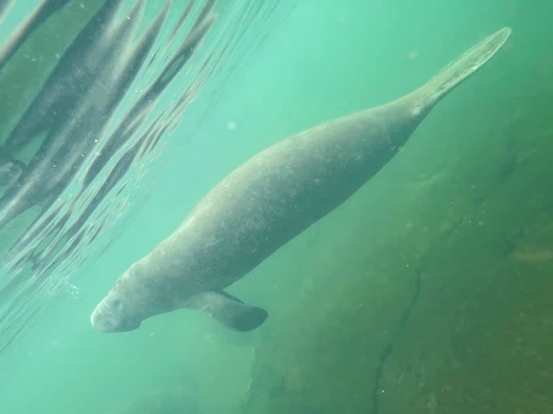 FL manatee