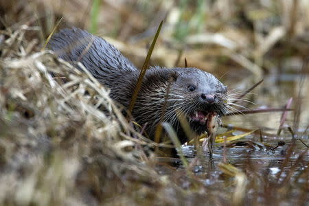 An otter eats a fish at the channel at the 30 km (19 miles) exclusion zone around the Chernobyl nuclear reactor in the abandoned village of Pogonnoe, Belarus, March 13, 2016. REUTERS/Vasily Fedosenko