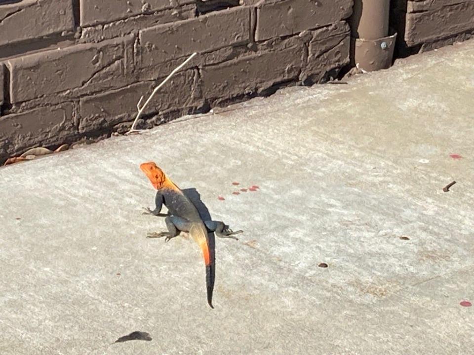 A Peter's rock agama makes itself at home at the drive-through of a Vero Beach fast-food restaurant.