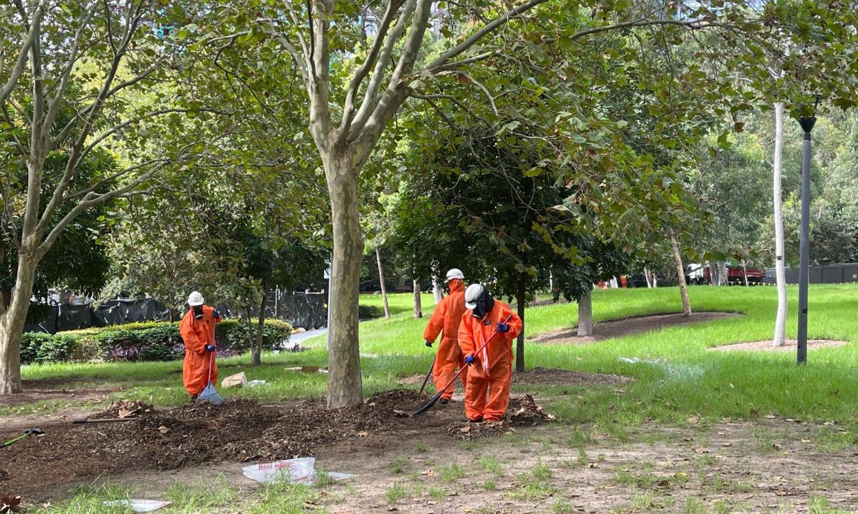 <span>Mulch being removed from a park in Sydney.</span><span>Photograph: Tamsin Rose/The Guardian</span>