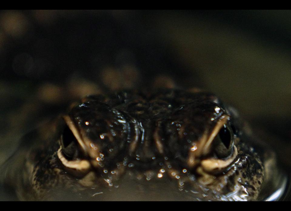 While 17-year-old Kaleb Langdale was swimming in a river in Moore Haven, FL, an alligator at least 10 feet long<a href="http://www.huffingtonpost.com/2012/07/10/alligator-bites-off-arm-17-florida_n_1661306.html" target="_hplink"> bit off his arm from below the elbow</a>.