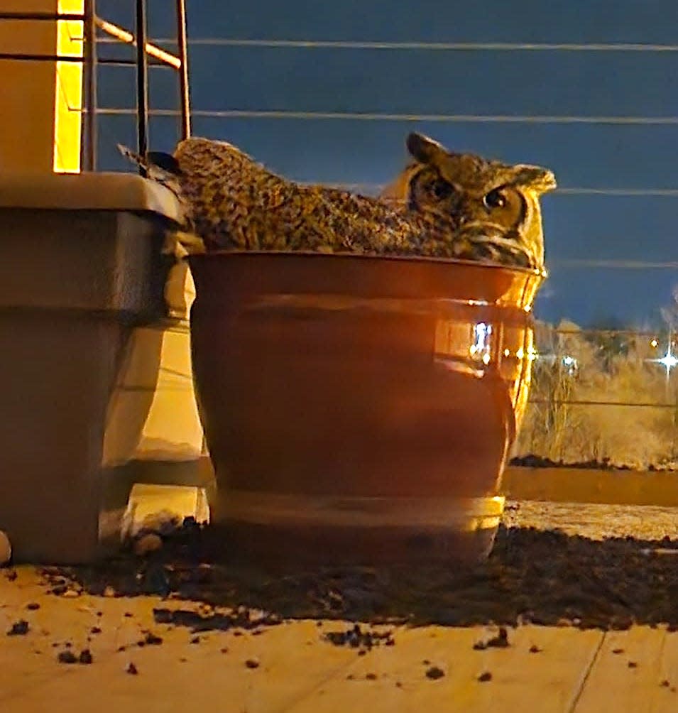 A female great-horned owl sits on its nest in a flower pot on the balcony of Christine and John Moczynski's condo in West Bend.