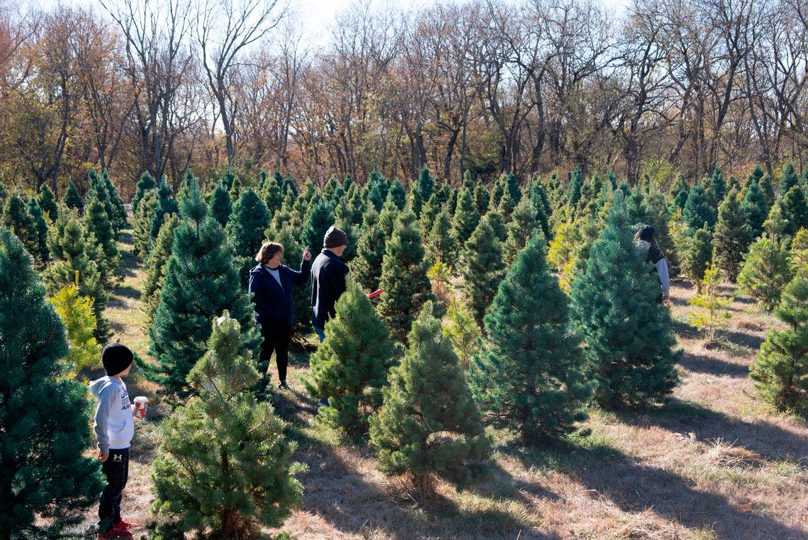 The Foster family looks for a tree at the Pine Lake Christmas Tree Farm. The Derby farm has been harvesting Christmas trees since 1984.