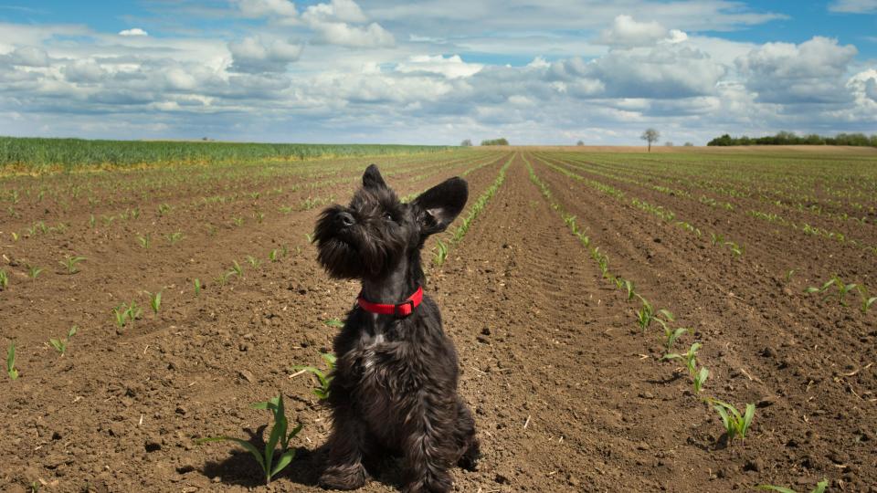 Schnauzer sitting in corn field