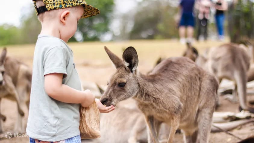 Lone Pine Koala Sanctuary Entry Ticket. (Photo: Klook SG)