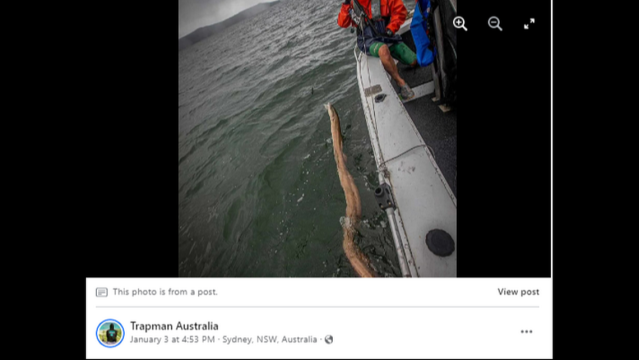 A horror movie.' Mysterious eel-like creature caught off Australia 