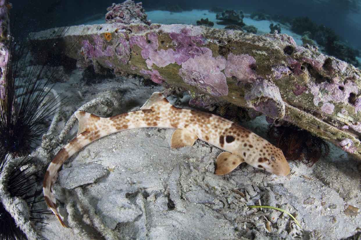 Ein laufender Hai der Gattung Hemiscyllium freycineti in den Gewässern vor Indonesien. Foto: Ethan Daniels / Stocktrek Images