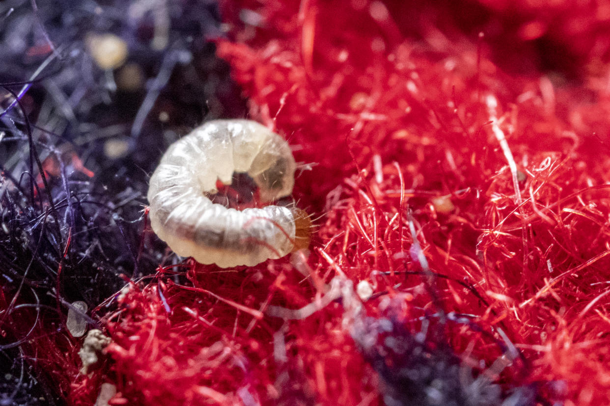 Larvae of a webbing clothes moth on Axminster carpet in the State Bedroom at Blickling, Norfolk