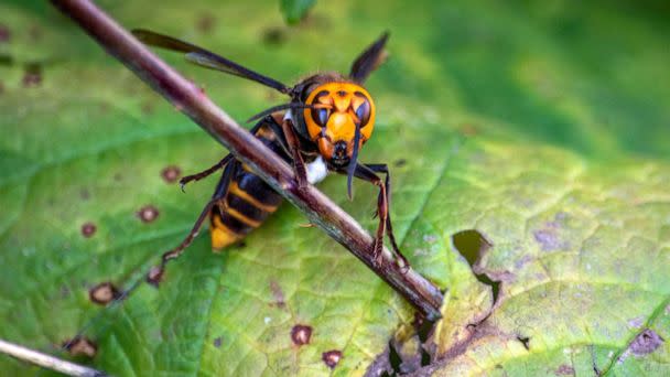 PHOTO: In this Oct. 22, 2020, file photo provided by the Washington State Dept. of Agriculture, an Asian Giant Hornet wearing a tracking device is shown near Blaine, Wash. (Karla Salp/Washington Dept. of Agriculture via AP)