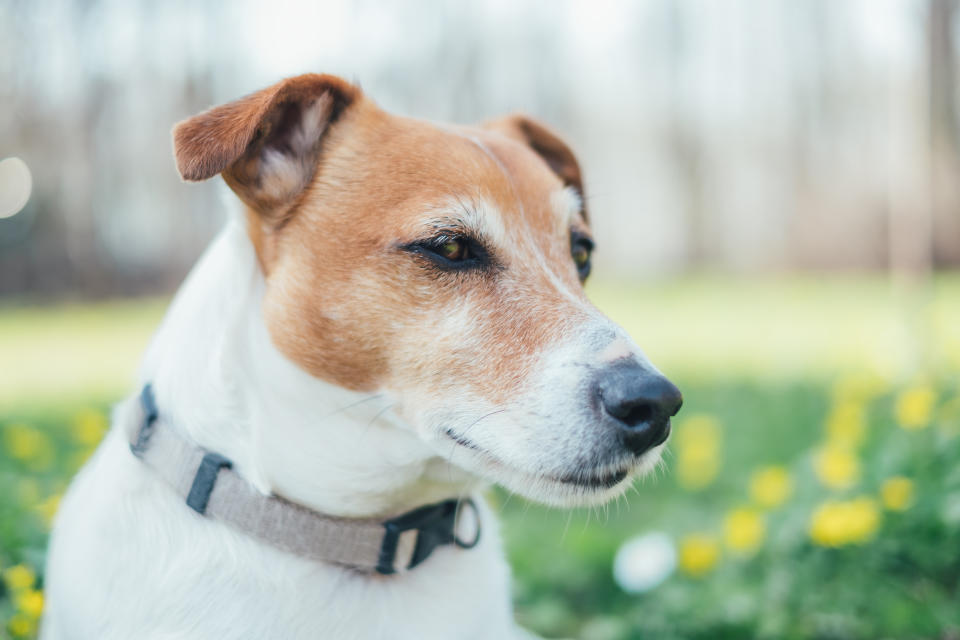 Jack Russell (Getty Images/iStockphoto)