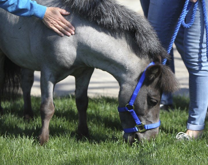 Victory Gallop therapeutic minature horse Willie Nelson eats some grass before he goes inside to visit patients for the first time at Akron Children's Hospital on May 1, 2018. (Karen Schiely/Beacon Journal)