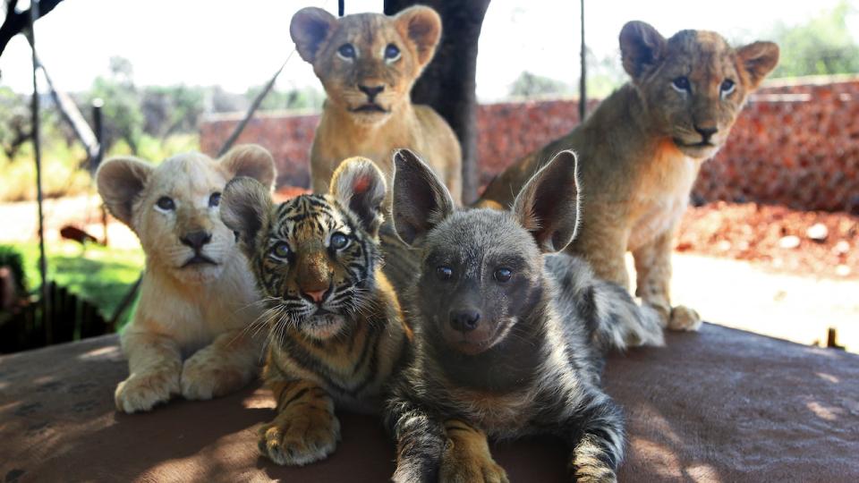 Three lions cubs, a tiger cub, and a spotted hyena cub (Credit: Barcroft)