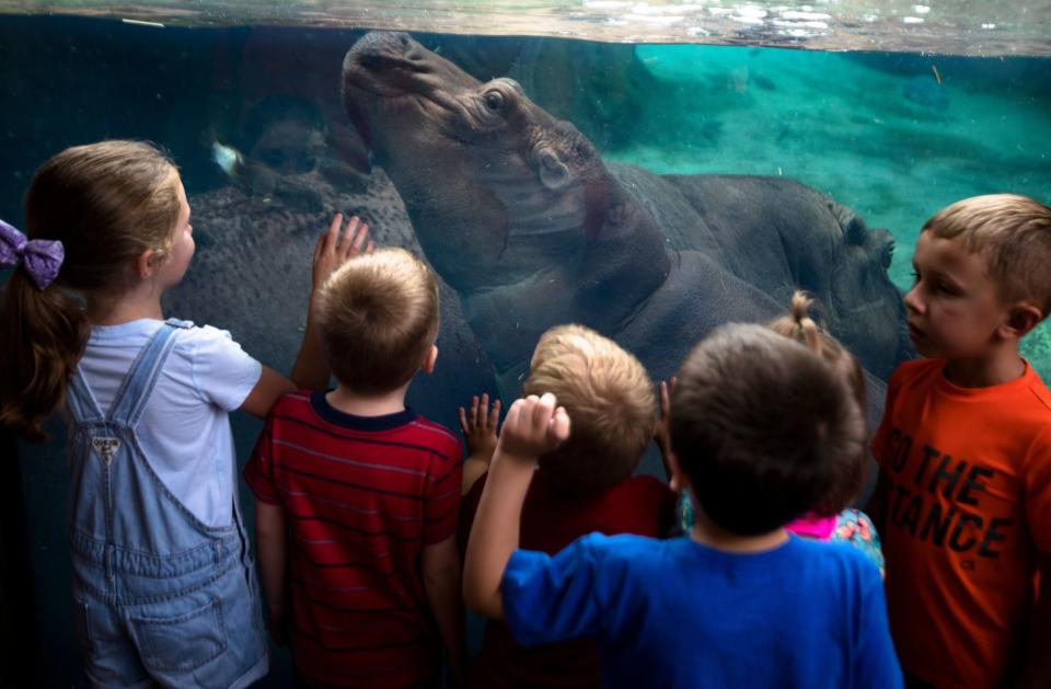 Fiona the hippo has become a sensation in Cincinnati and beyond, as her story has inspired people everywhere.