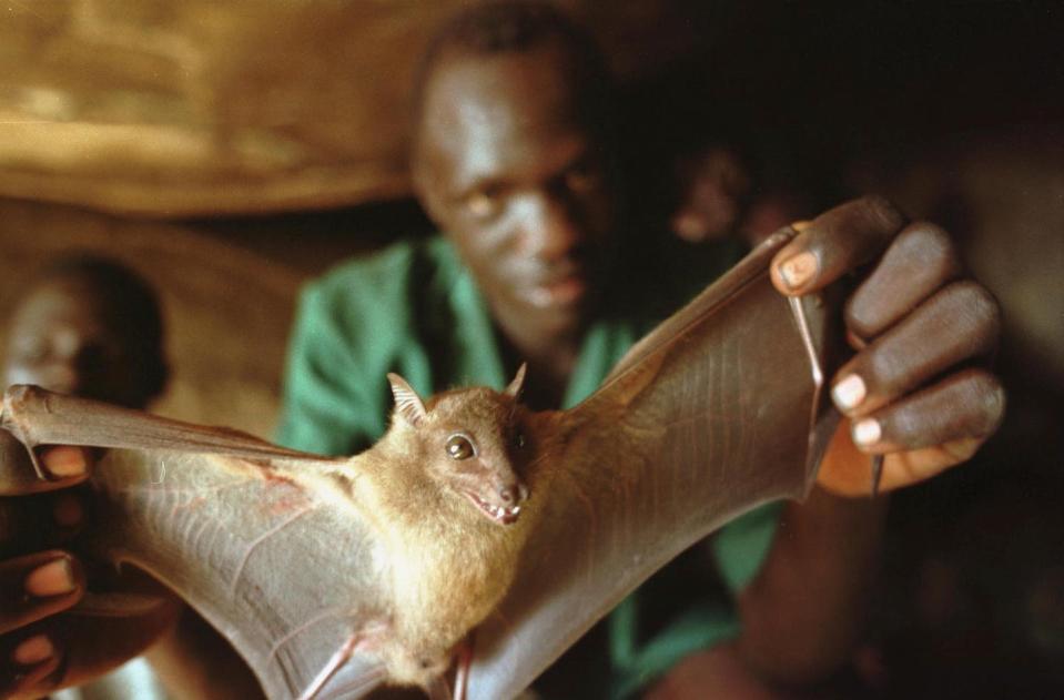 <span class="caption">Bats, sometimes eaten as food, have been suspected of spreading Ebola.</span> <span class="attribution"><a class="link " href="https://www.gettyimages.com/detail/news-photo/ugandan-man-displays-a-bat-he-captured-for-food-december-1-news-photo/1320445" rel="nofollow noopener" target="_blank" data-ylk="slk:Tyler Hicks/Getty Images;elm:context_link;itc:0;sec:content-canvas">Tyler Hicks/Getty Images</a></span>