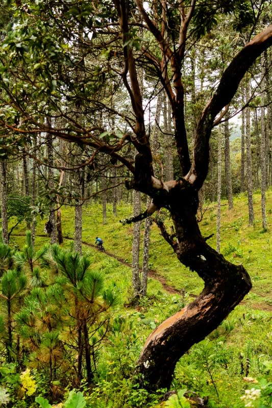 <p>Photo: Bruno Long</p><p> Gully coasts through one of the lush forests that has become a signature look for Oaxaca.</p>