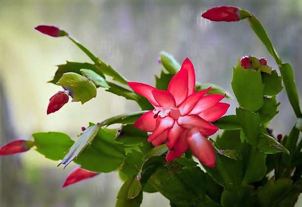 Close-up of blooming red Christmas cactus.