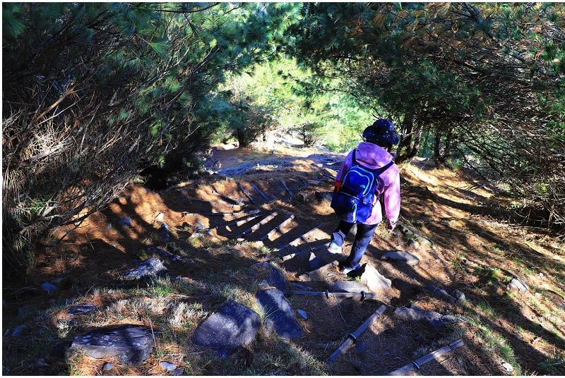 南投｜玉山國家公園 塔塔加麟趾山步道