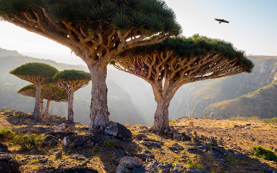 Dragons Blood Trees, Socotra Island, Yemen