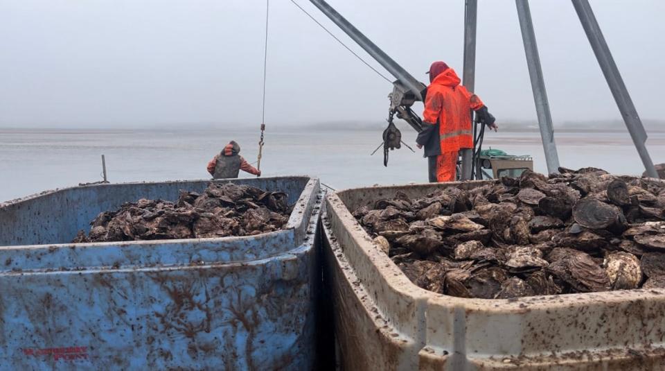 Friday was the second day of harvesting for Raspberry Point Oysters.