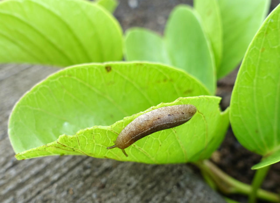 <body> <p>Who knew? Those pesky, slimy sliders that nibble on your <a rel="nofollow noopener" href=" http://www.bobvila.com/slideshow/10-common-garden-problems-and-how-to-fix-them-47754#.VWY9r0_BweE?bv=yahoo" target="_blank" data-ylk="slk:garden;elm:context_link;itc:0;sec:content-canvas" class="link ">garden</a> plants can’t resist a nice brew. To cut down on their numbers, bury jam jars so their rims are level with the soil, then fill them with a few inches of beer. Slugs, drawn by the barroom aroma, will crawl in and meet a happy death in the drink.</p> <p><strong>Related: <a rel="nofollow noopener" href=" http://www.bobvila.com/slideshow/8-ways-to-combat-garden-pests-48897#.VWY9yk_BweE?bv=yahoo" target="_blank" data-ylk="slk:8 Ways to Combat Garden Pests;elm:context_link;itc:0;sec:content-canvas" class="link ">8 Ways to Combat Garden Pests</a> </strong> </p> </body>