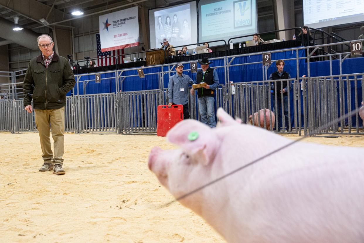 Swine judge Steve Rodibaugh watches hogs enter the show ring during the Nueces County Junior Livestock Show on Thursday, January 18, 2024, in Robstown, Texas.