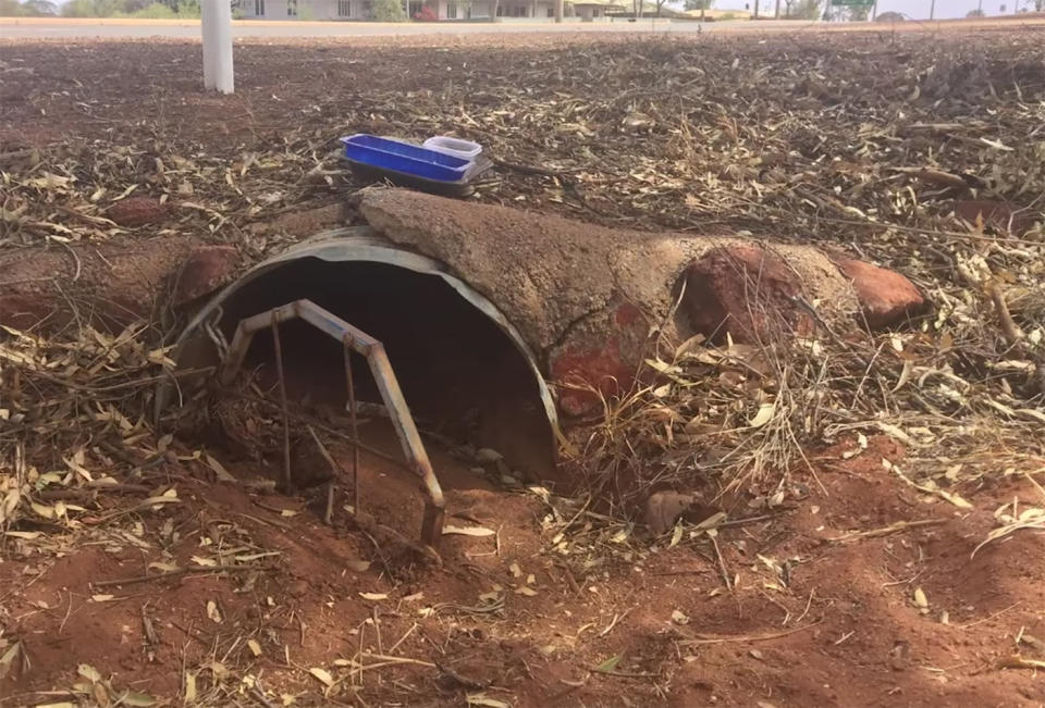 The puppies were orphaned when their mother died on Wednesday