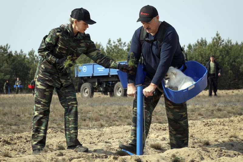 武漢肺炎：白俄羅斯（白羅斯）總統盧卡申科背著他的狗植樹（AP）