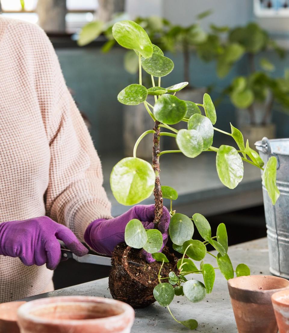 martha stewart greenhouse