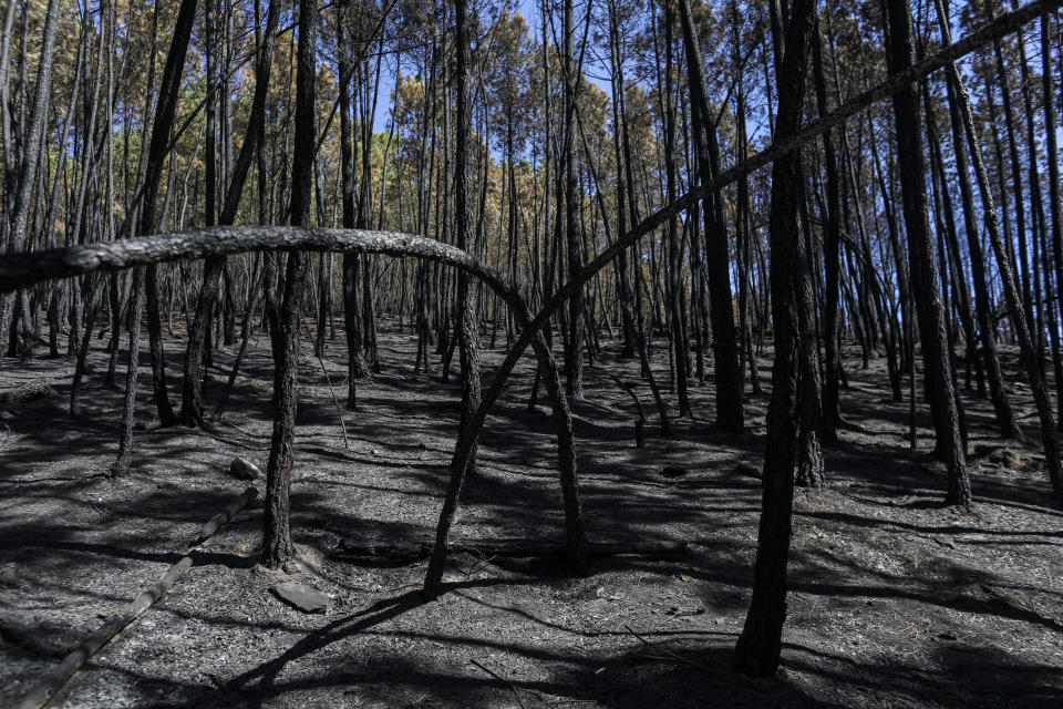 CORRECTS NAME OF THE PHOTOGRAPHER - Charred trees after a wildfire near Vale da Amoreira, Portugal on Friday, Aug. 19, 2022. (AP Photo/Joao Henriques)