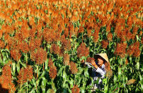 <p>A farmer checks the growth of sorghum in the fields in Wangyu Village of Zaozhuang City, east China’s Shandong Province on Aug. 23, 2016. (Zhang Qiang/Xinhua via ZUMA Wire) </p>