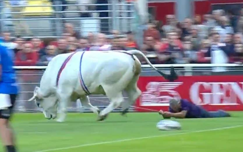 Watch: Rugby League players forced to flee rampaging bull - Sky Sports