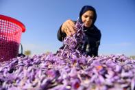 More than 150,000 seasonal workers earning about $1 an hour help harvest the spice, which has for centuries been used for cooking