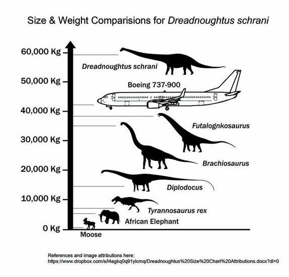 Dreadnoughtus schrani is larger than any other super-massive dinosaur for which mass can be accurately calculated.