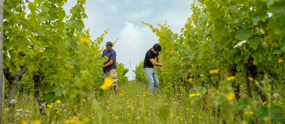 Les vins nature utilisent forcément des raisins bio.  - Credit:FREDERIC PETRY / Hans Lucas via AFP