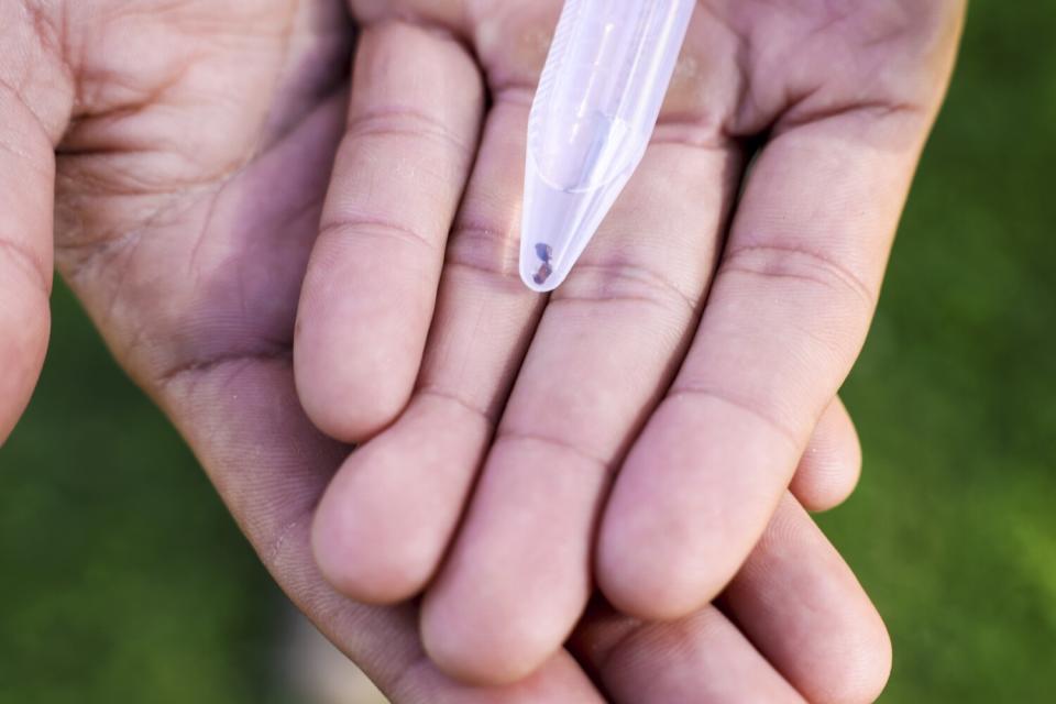 Gabe Verduzco holds a sesame-seed-size invasive beetle in a vial.