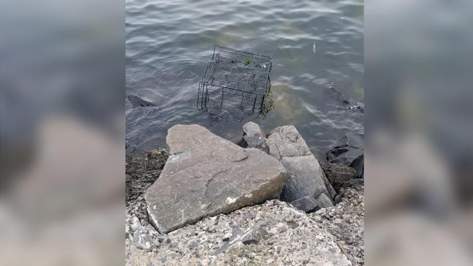Pit bull dog saved from high tide in New Jersey.