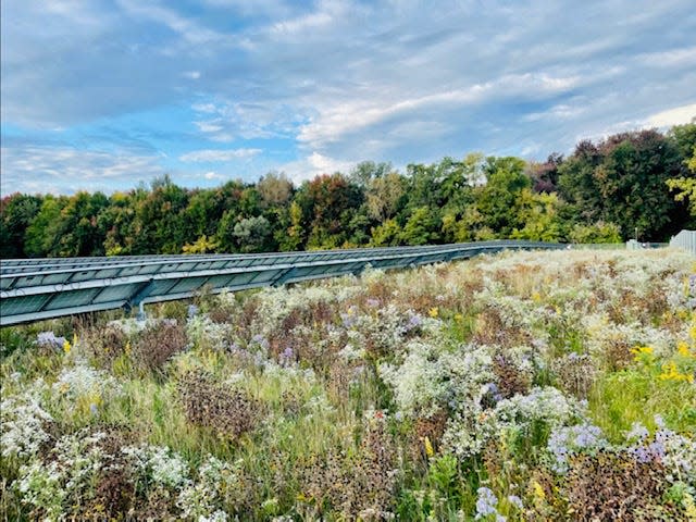 The East Lansing Community Solar Park is covered with native prairie and wildflower species to Michigan.